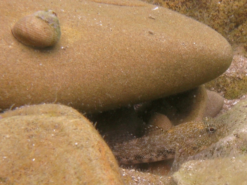 Gobius cobitis